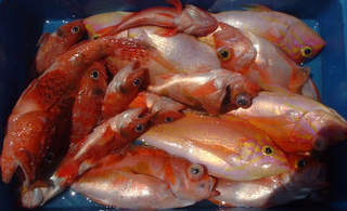 10.05.17_根魚五目.jpg