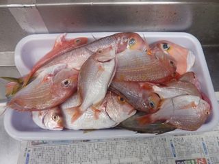 また出たデカアマダイ 〜 1月30日釣行002.JPG