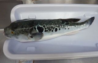 トラフグの1kg、さてどうする001.JPG