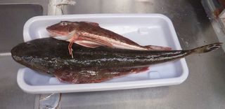 トラフグの1kg、さてどうする002.JPG