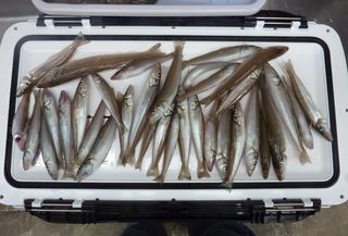トラフグの1kg、さてどうする003.JPG