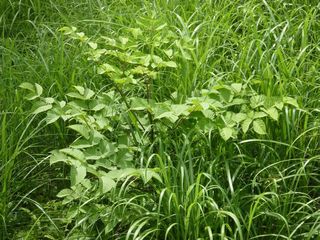 ヒスイカズラと成長した山菜003.JPG