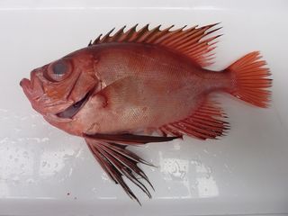 レンコ(キダイ)の酢締めを手巻き鮨に003.JPG