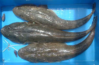 img001.jpg