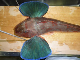 img004.jpg