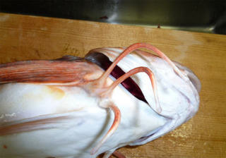 img005.jpg